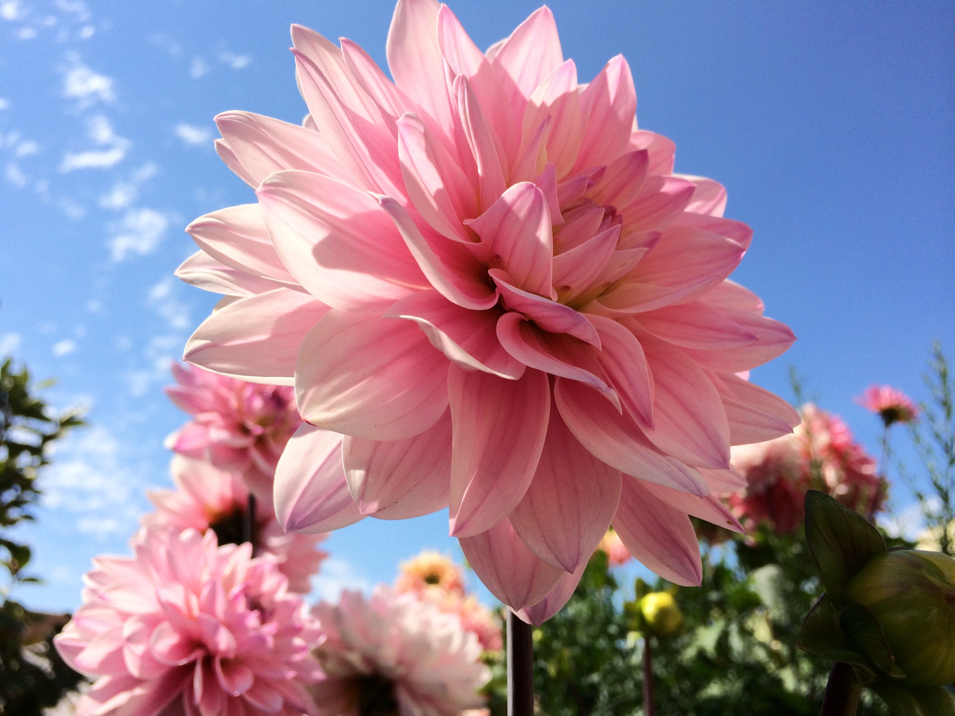 蘋果iPhone 5s官方樣張 &nbsp