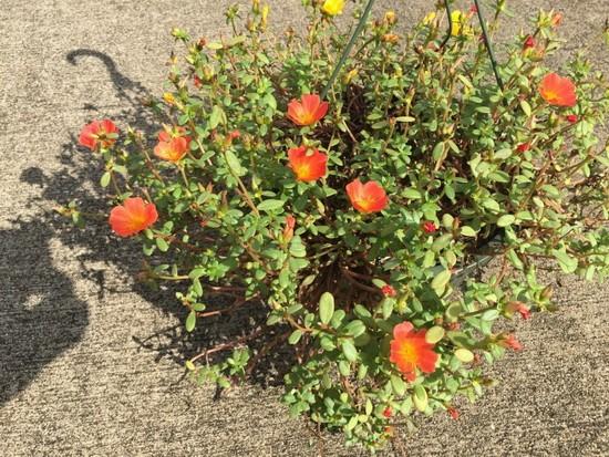 iPhone 6 Plus拍照對比單反:差距懸殊