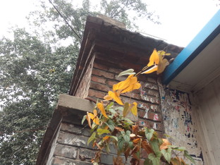 天生驕傲被完爆 錘子手機對比iPhone 6