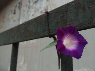 天生驕傲被完爆 錘子手機對比iPhone 6