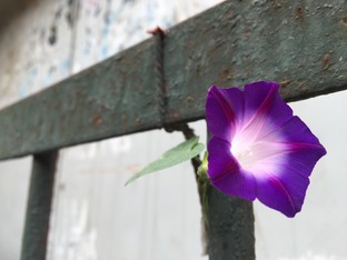 天生驕傲被完爆 錘子手機對比iPhone 6