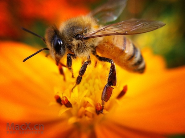 iPhone拍好微距照片的六個小技巧  