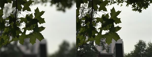iPhone 7 Plus拍照虛化到底怎樣?實拍大吃一驚