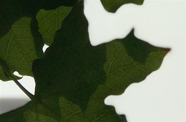 iPhone 7 Plus拍照虛化到底怎樣?實拍大吃一驚