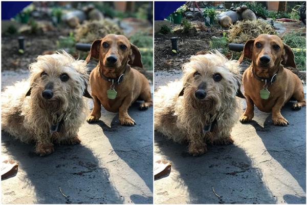 iPhone 7 Plus拍照虛化到底怎樣?實拍大吃一驚