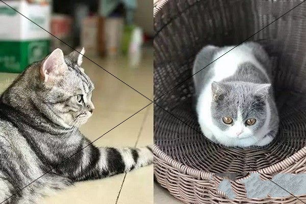 iphone7plus背景虛化怎麼拍?蘋果7plus人像拍照模式使用方法