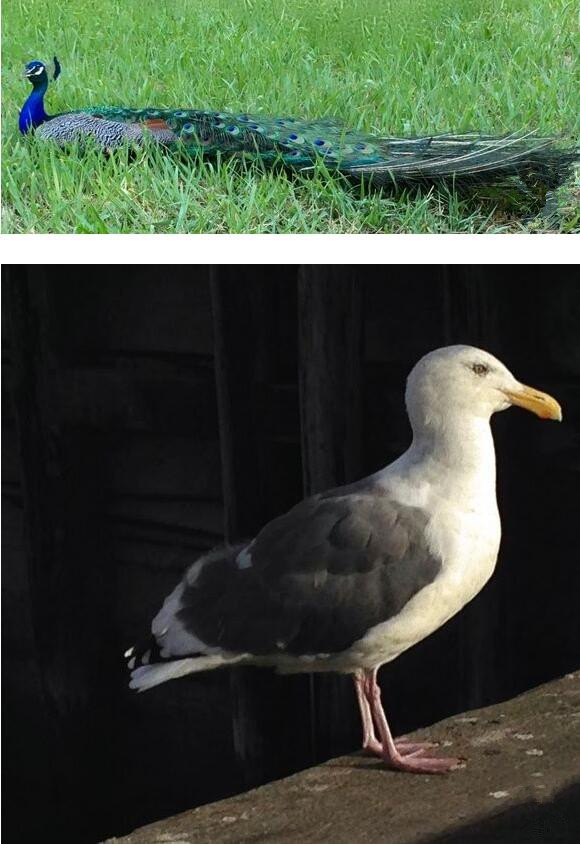 用這十種方式,教你用iPhone拍出如夢如幻照片 用這十種方式,教你用iPhone拍出如夢如幻照片