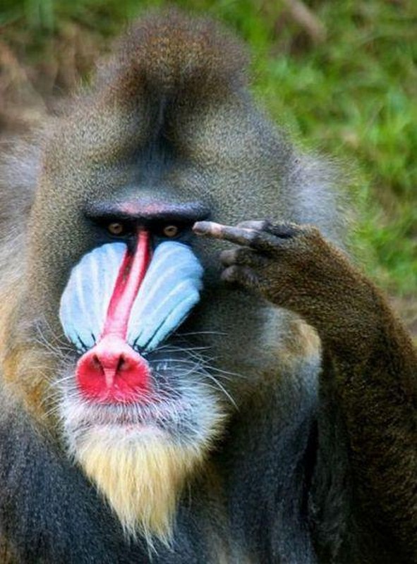 iOS9.1新增豎中指表情!但蘋果把它畫錯了 iOS9.1新增豎中指表情!但蘋果把它畫錯了