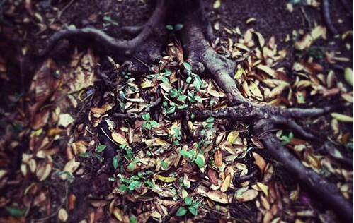 iPhone怎麼拍照好看?iPhone拍照技巧get! iPhone怎麼拍照好看?iPhone拍照技巧get!