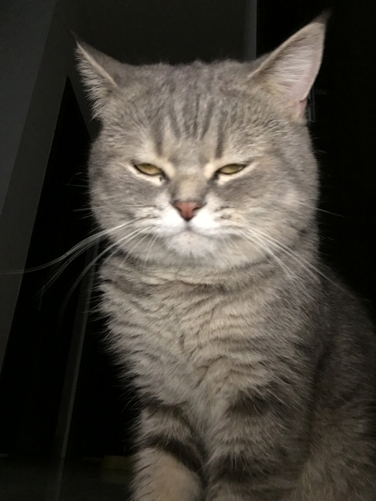 iPhone 6s/6s Plus有沒有自拍閃光燈?怎麼用 iPhone 6s/6s Plus有沒有自拍閃光燈?怎麼用