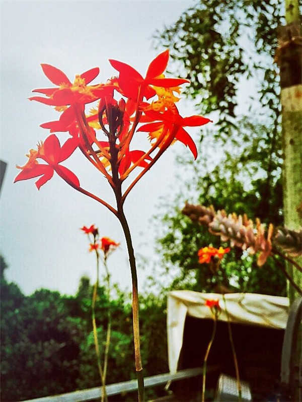 如何用iPhone拍出漂亮的照片? 如何用iPhone拍出漂亮的照片?