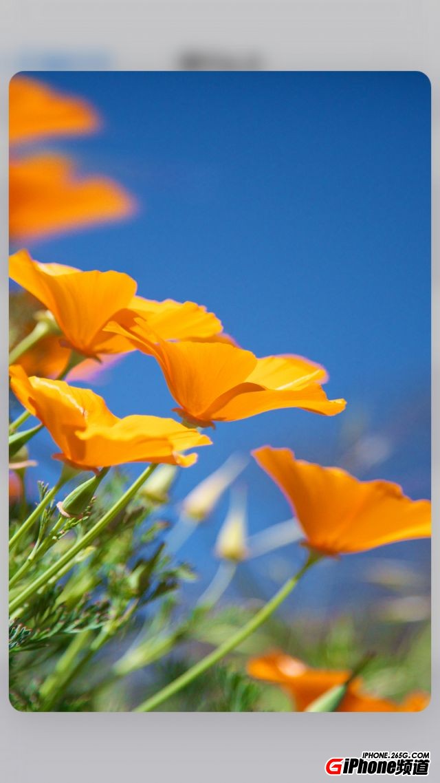 教你怎麼判斷iPhone6s是不是由iPhone6改造的