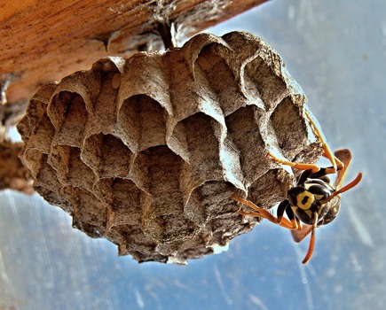 1468857591768154.jpeg vosika-french-nests-insect-macro-69983-medium.jpeg