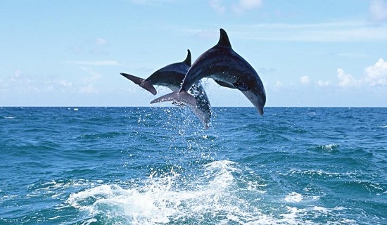 1458111290859681.jpg 魚.jpg