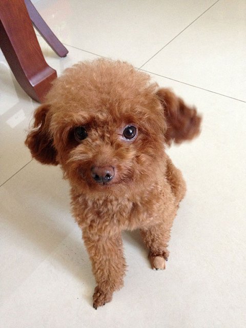 六問蘋果iPhone 5c:改變在哪?該不該買?